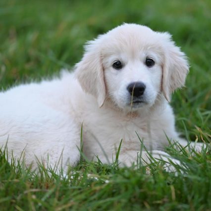 Purebred Golden Retriever Puppies