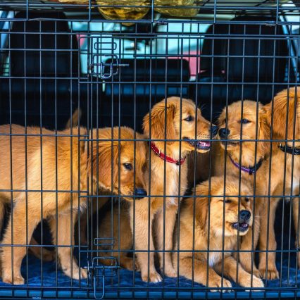 AKC Golden Retriever Puppies