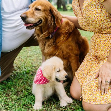 American Golden Retriever Puppies